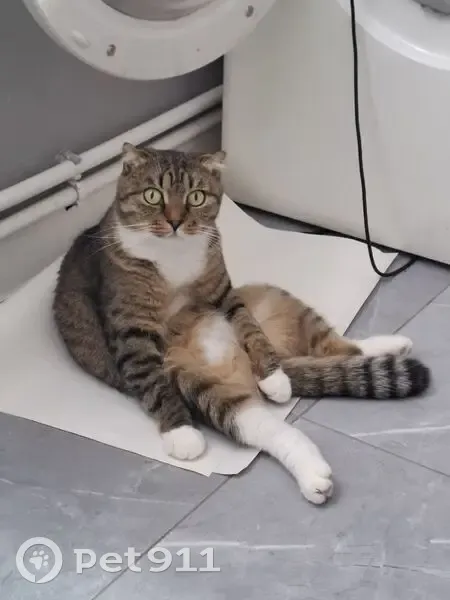 Пропала кошка Афина, ул. Горького 12, Тула - photo