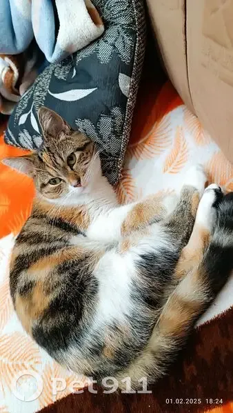 Пропала кошка, Лановецкая ул., 14 - photo