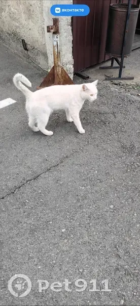 Пропал кот, ул. Чертыгашева, 9а, Абакан - photo