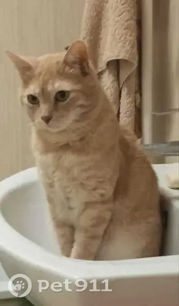 Пропала кошка, Букинское шоссе 20 - photo