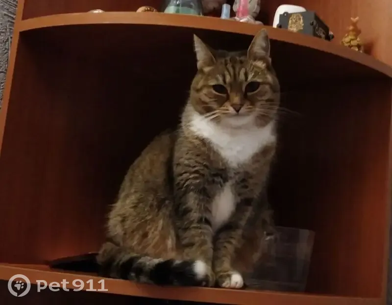 Пропала кошка, ул. Нуриманова, Октябрьский - photo