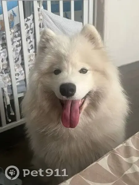 Пропала самоедская лайка, Крупской 23 - photo