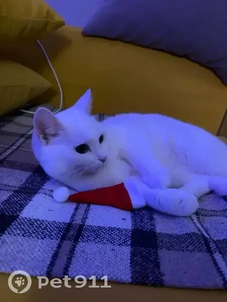 Пропала кошка, пр. Ленина 38, Сургут - photo