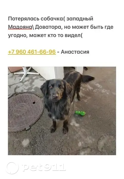 Пропала собака, ул. Мадояна 205Б, Ростов-на-Дону - photo