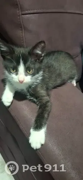 Пропала кошка, Рахинская 24, Волгоград - photo