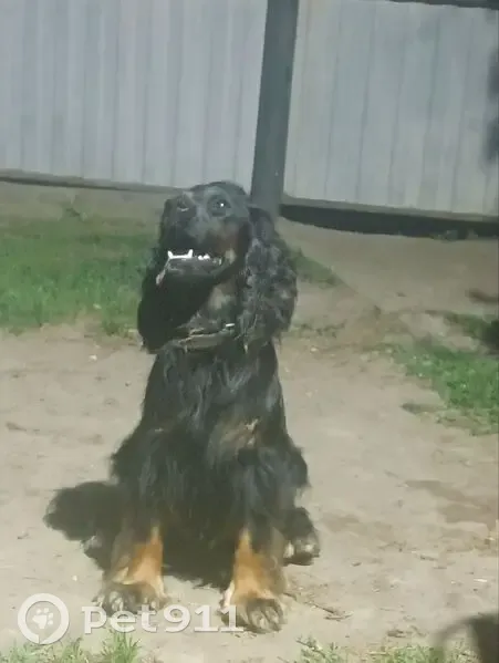 Пропала собака в д. Быстрая, Минусинск - photo