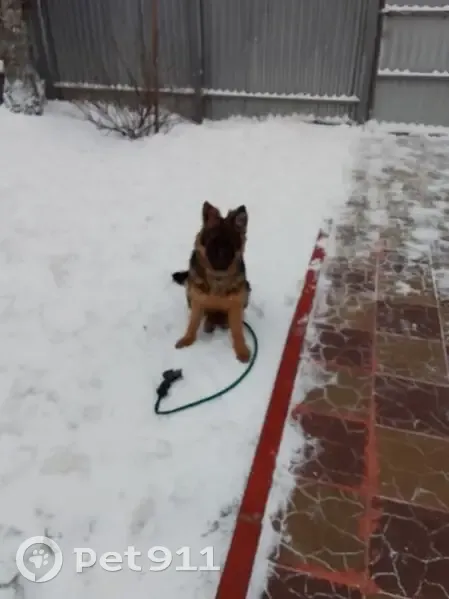 Пропала овчарка, ул. ДОС, Пенза - photo