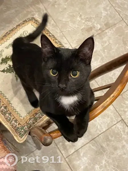 Пропала кошка, ул. Негина 26, Саров - photo