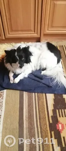 Пропала собака, ул. Городовикова, Волгоград - photo