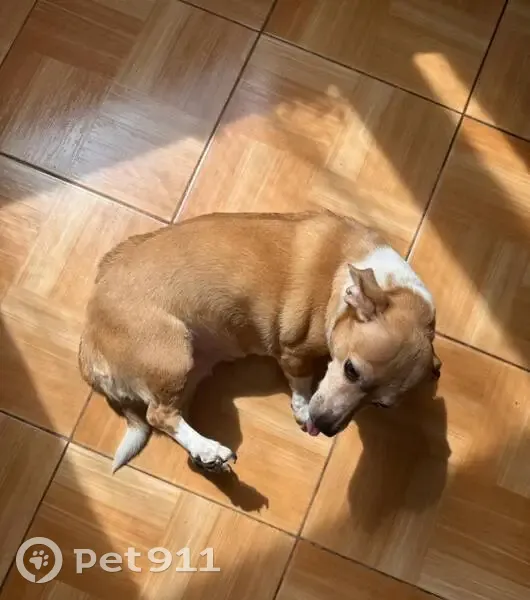 Пропала собака, Геленджик, Цветочная 10 - photo