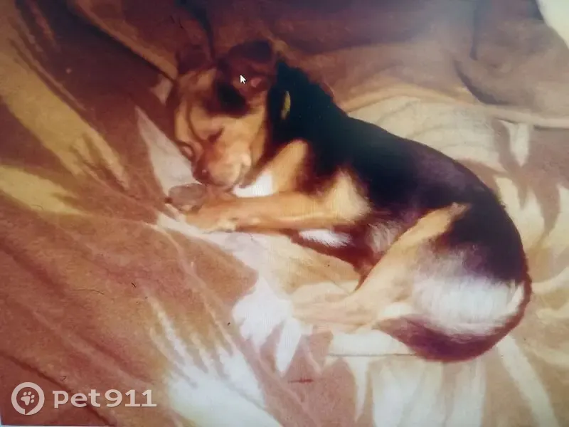 Пропала собака Белик, Москва, ул. 11 - photo