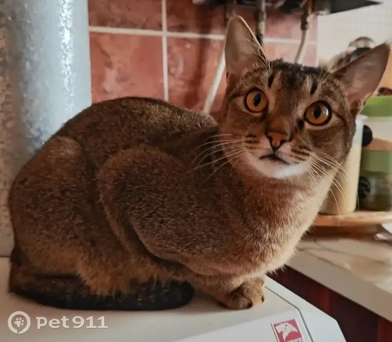 Пропала кошка, Пролетарская 28, Выкса - photo