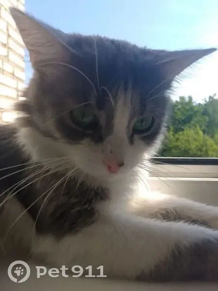 Пропала кошка на Советской, 14, Лыткарино - photo