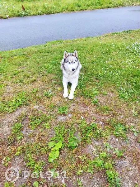 Пропала собака, ул. Суворова, Каменск - photo