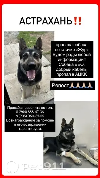 Пропала собака Жур, пр. Бумажников, Астрахань - photo