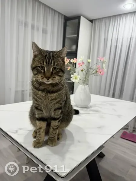 Пропала кошка, Октябрьская ул., Винзили - photo