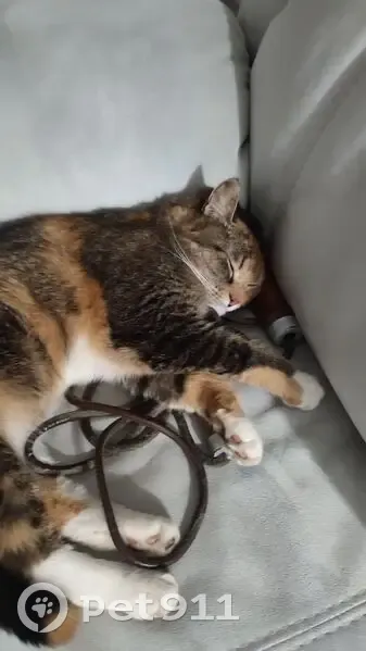 Пропала кошка, Панфилова ул. 15, СПб - photo