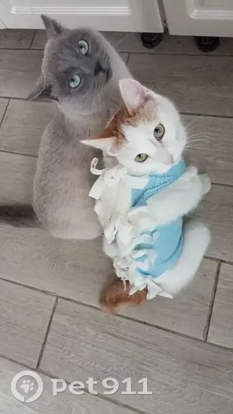 Пропала кошка Муся, ул. Дзержинского, Курган - photo