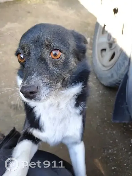 Пропала собака, ул. Голенева, 55А, Ставрополь - photo