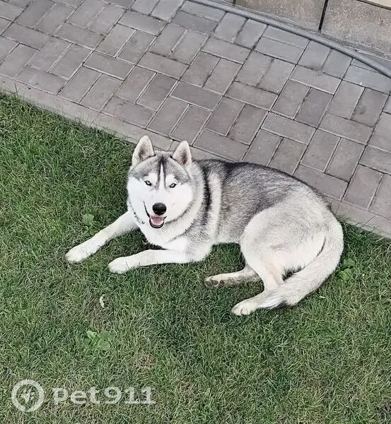 Пропал хаски Алтай, ул. Строителей, Таврово - photo