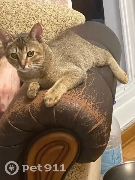 Пропала кошка, Ленинская ул. 25, Беседы - photo