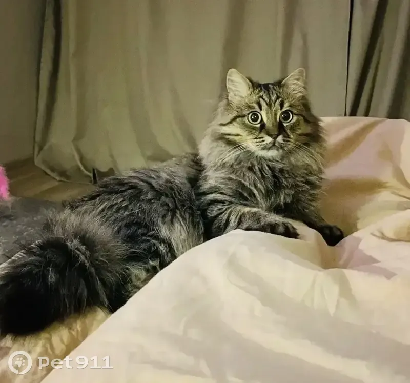 Пропала кошка, Карьерная 55, Иваново - photo