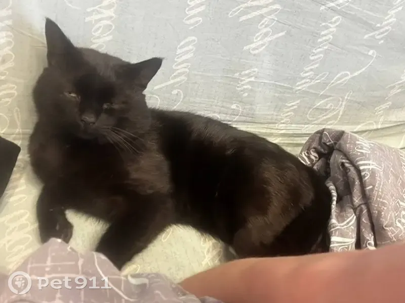 Пропал черный кот, ул. Олеко Дундича, Кинешма - photo