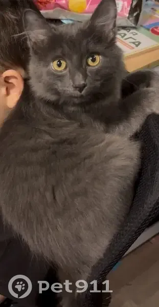 Пропала кошка, Лесозащитная 15, Пенза - photo