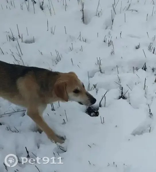 Пропала русская гончая, Русская Паевка - photo