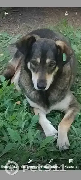 Пропала собака, Пензенская ул., Астрахань - photo