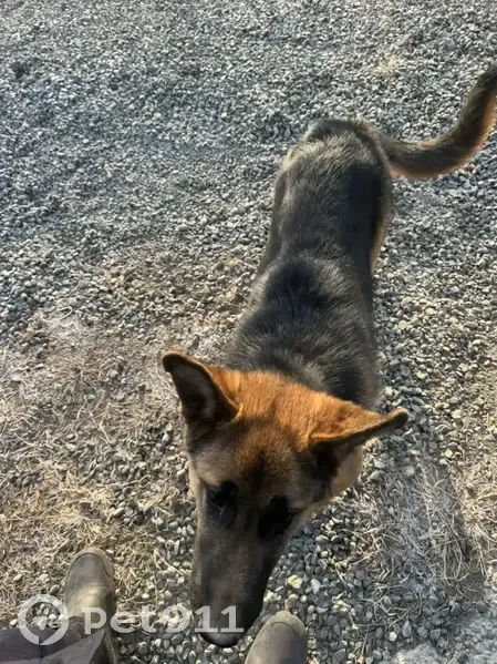 Пропала овчарка, СНТ Надежда, Абакан - photo