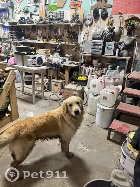 Пропала собака, Архангельская ул., Казань - photo