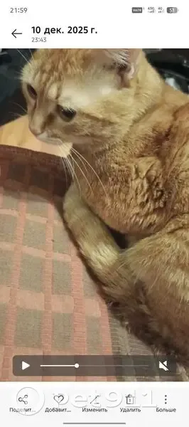 Пропала кошка, Новоастраханская 34, Саратов - photo