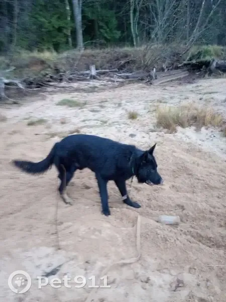 Пропала собака в Судском, Вологодская обл. - photo