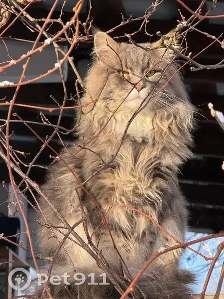 Пропал кот в Родионцево, МО - photo