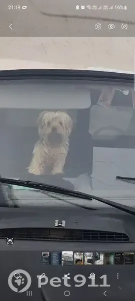 Пропала собака, Ульяновская ул. 23, Ульяновск - photo