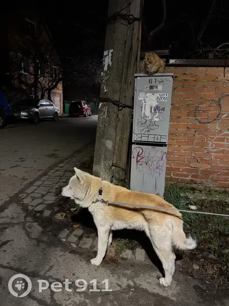 Пропала собака, Аксай, Ростовская обл. - photo
