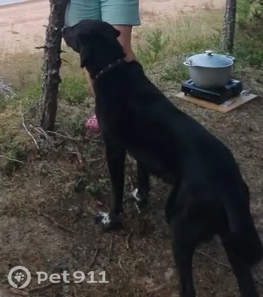 Пропала собака в Федорковском с/п, Новгородская обл. - photo