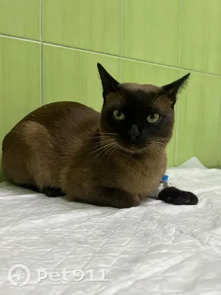 Пропала кошка, Железнодорожная, Зорино - photo