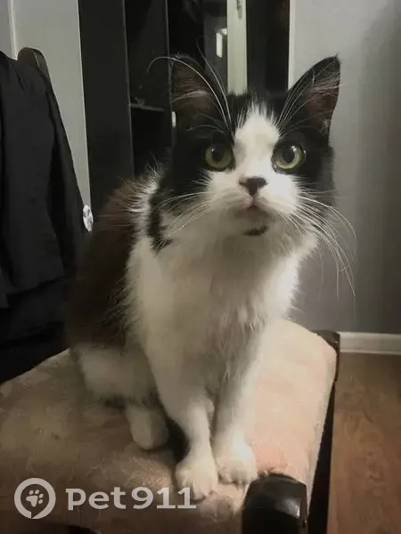 Пропала кошка, Ставропольская ул. 84, Кр. - photo