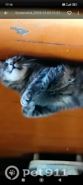 Пропала кошка, ул. Победы, 128 к1, Арх. - photo