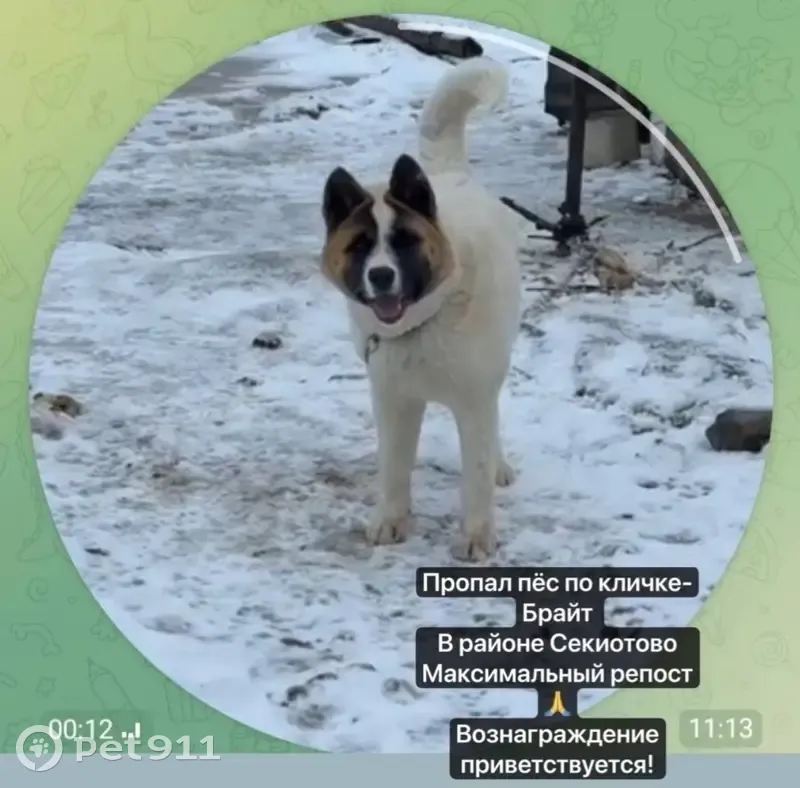 Пропала собака, Заокская ул., Калуга - photo