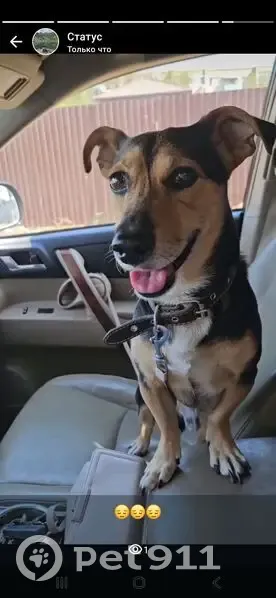 Пропала собака, Астрахань, обл. - photo