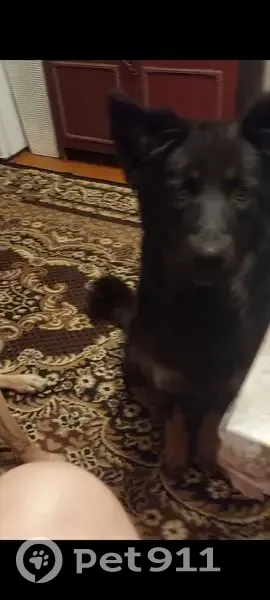 Пропала собака, Московское ш., 7, Рязань - photo