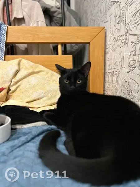 Пропала черная кошка, ул. Дронова, 16 - photo