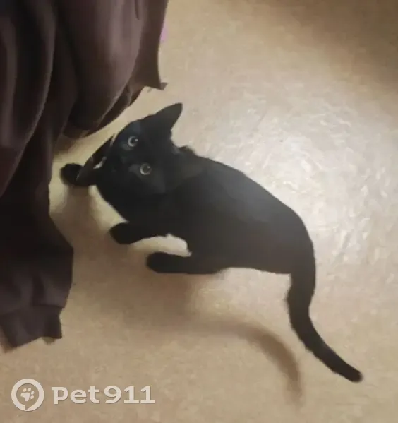 Пропала черная кошка, Большая ул., 103 - photo