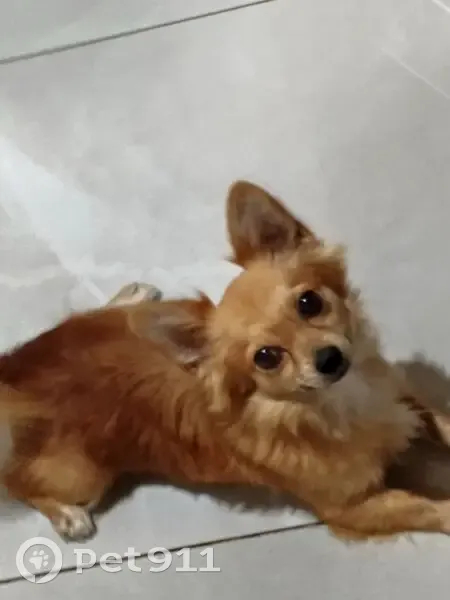 Пропал Рыжий с ушами, Калининград - photo