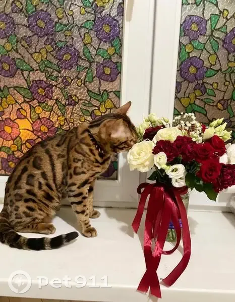 Пропала кошка на ул. Паперника, 17, Москва - photo