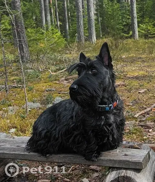 Пропала собака, Смольного 3А, СПб - photo