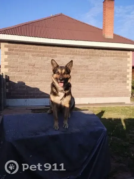 Пропала собака Алот, Республика Хакасия - photo